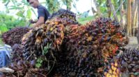 Ilustrasi Petani Kelapa Sawit Ilustrasi Petani Kelapa Sawit